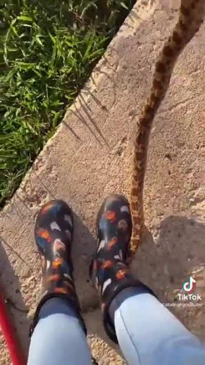 Bull snake rescue