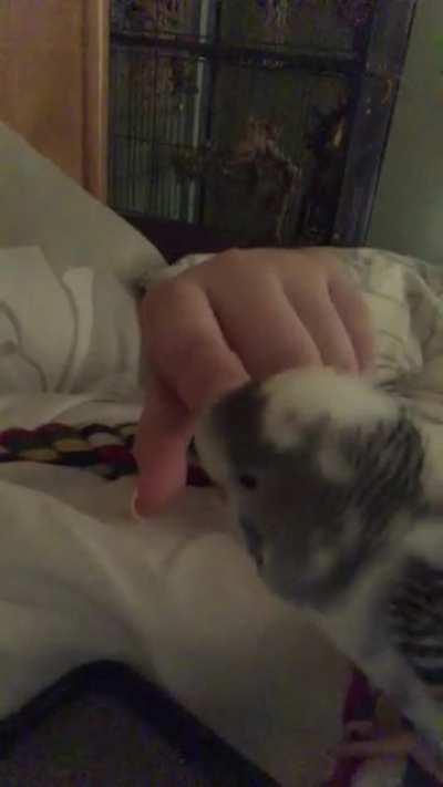 Randomly Getting Mauled By My 30g Budgie Without Warning: Part 2