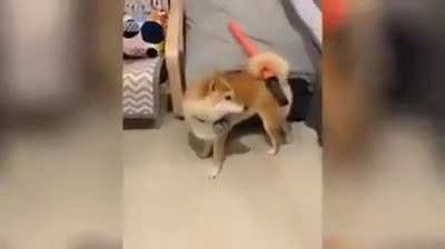 Good doggo