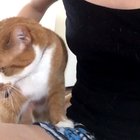 My dog gets very jealous when the cat gets too much attention...