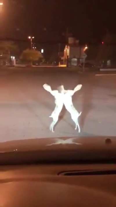 Cuttest fight in history