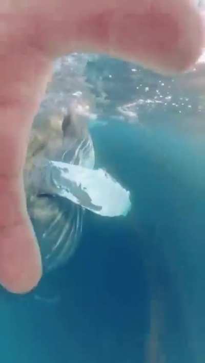 This is why I'm scared of the Ocean 🤯