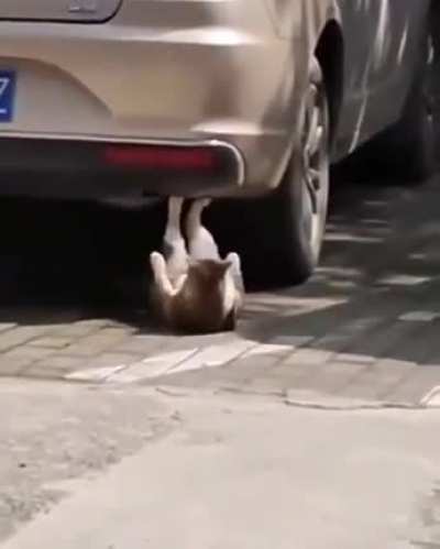 Redditors trying to suck their own dick