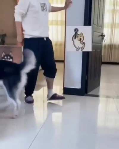 🐶