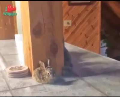 Touch tha bunny .