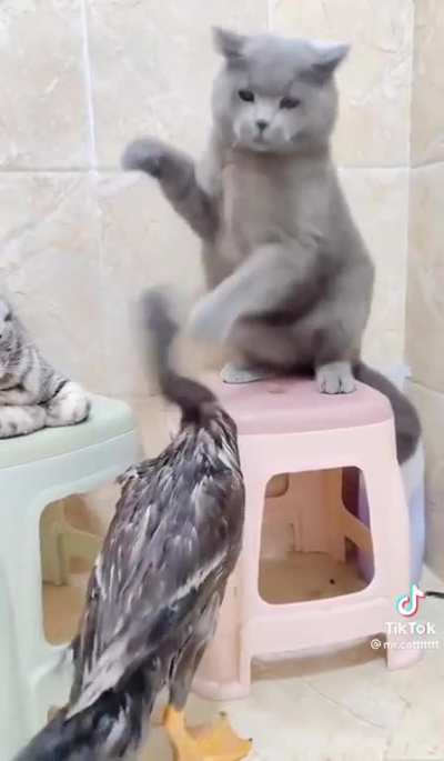 to harass the cats
