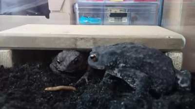 The fuck, Frank?