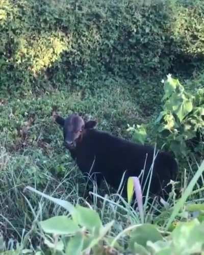 What does the cow say?
