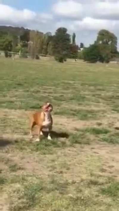 No way he can jump that high. Right?
