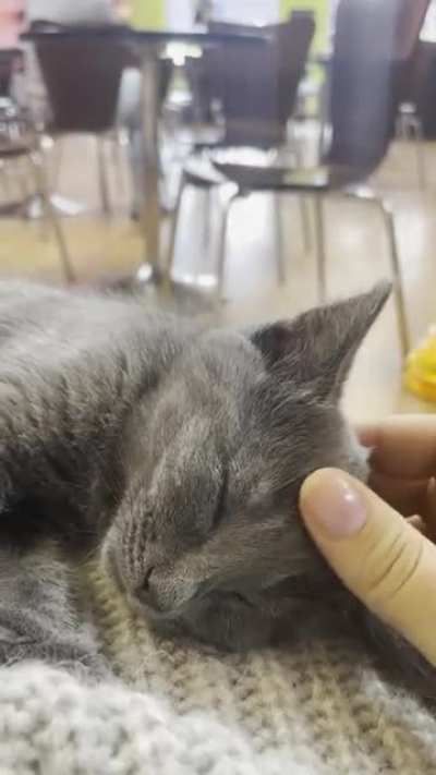 snuggle bug at a local cat cafe 🥹
