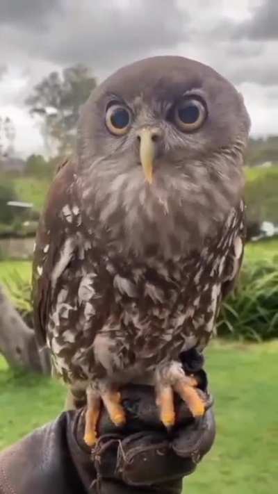 An owl hoots, not this...