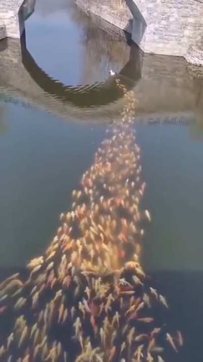 The duck is the mother of fishes