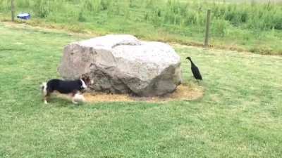 Dog&Duck