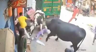 Holy Cow!