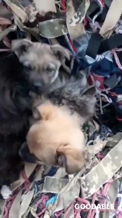 In Ukraine, rescuers found a group of puppies underneath the rubble of a destroyed building. When they looked closer, they saw the puppies were protecting a litter of newborn kittens — and refused to leave their side. We don't deserve dogs. (OC)