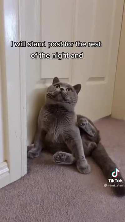 Cat’s Diary