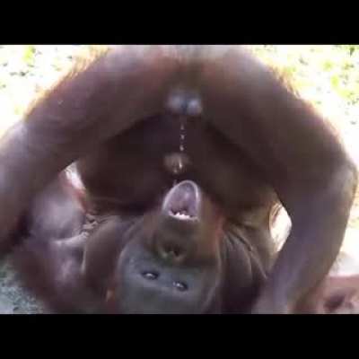 Monkey Cleese thirst.