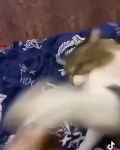 Fight