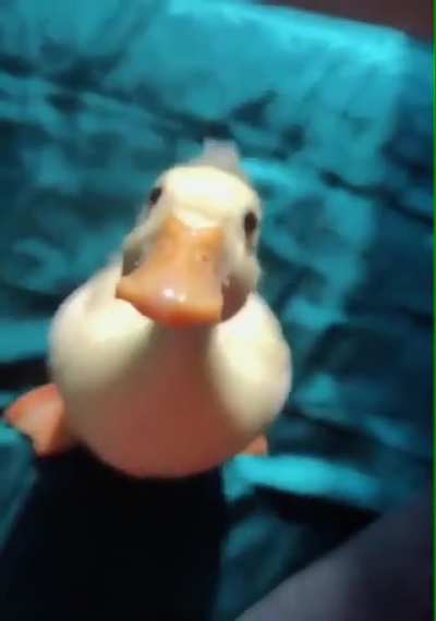 Duck jump