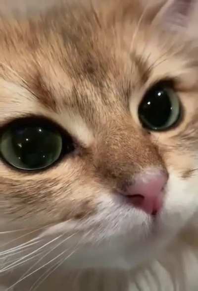 Sweety