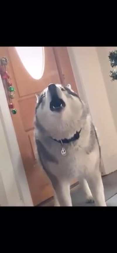 Who doesn’t love a good Husky pup (volume warning)