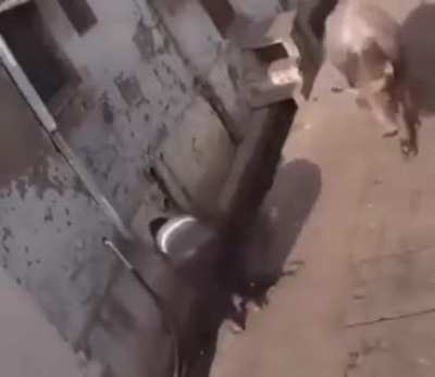 Based cow