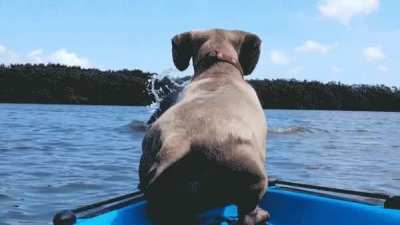 Dammit willow... not again. You are not a dolphin, and you swim like sh*t.