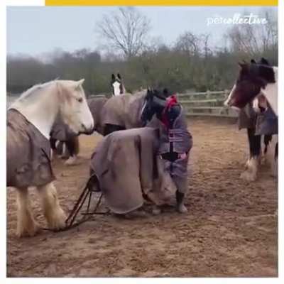 Do you think they will notice we aren't horse.