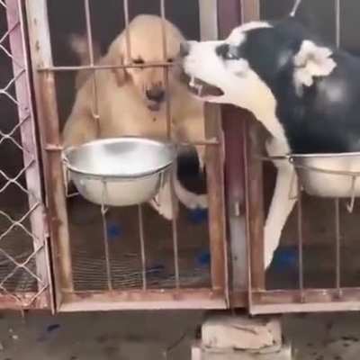 Not only cats are assholes!