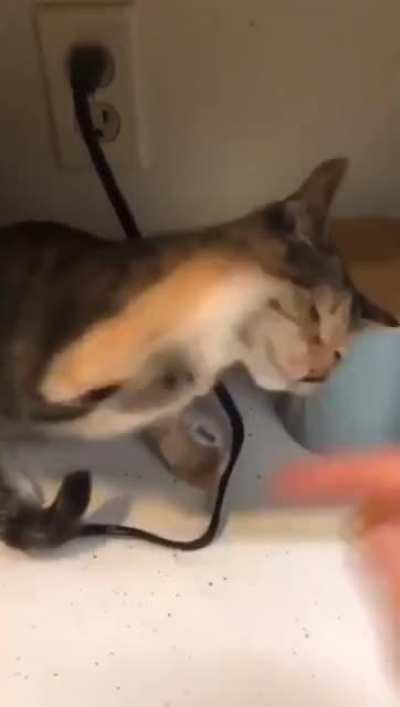 There was an attempt to steal chicken