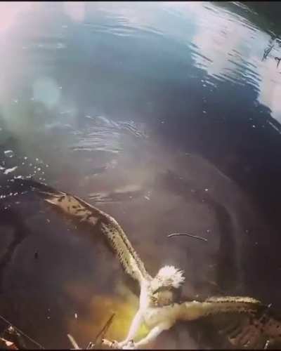 Helping a feathered friend out of a fishing line