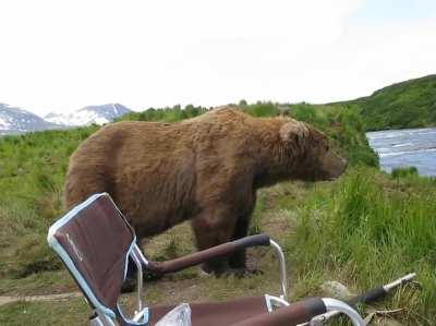 The other Bears dared him to do it.