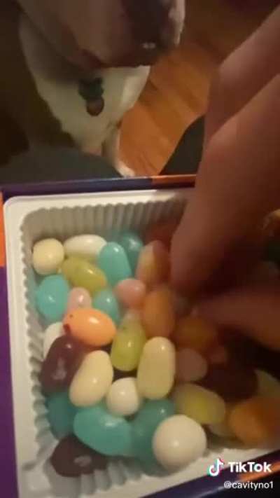 Giving his dog a treat