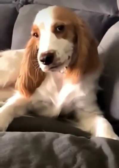 Men are such dogs
