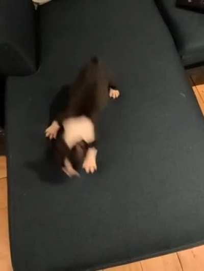 Boundless energy Boston Terrier pup. Tips for integrating a new Birman kitten into household today welcomed..