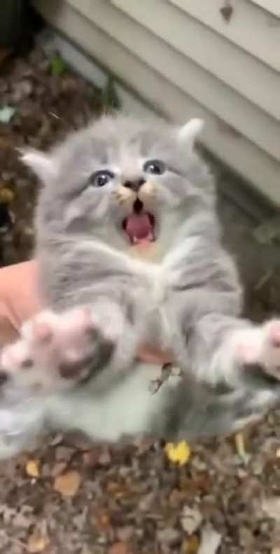 he screm