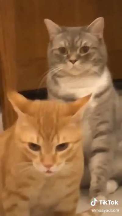Hairballs amirite