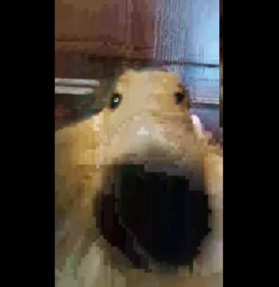 jitterbug