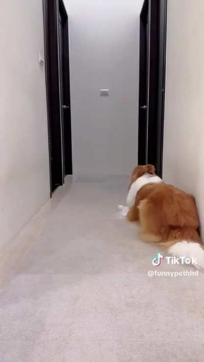 This dog knows how to record tik tok haha
