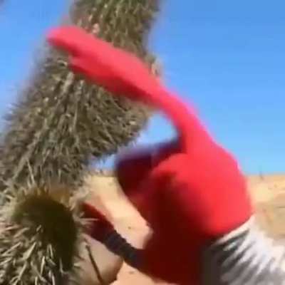 Ameri cactus