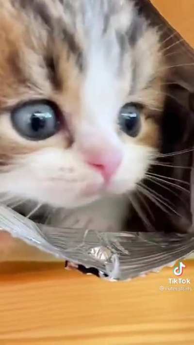 锡纸猫猫