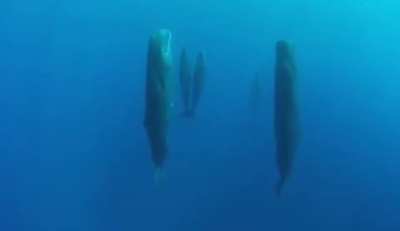 Sperm whales sleeping vertically