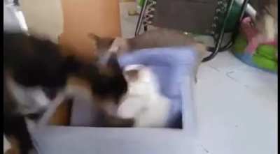The Imposter Cat