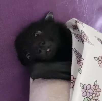 The cutest little bat you ever did see