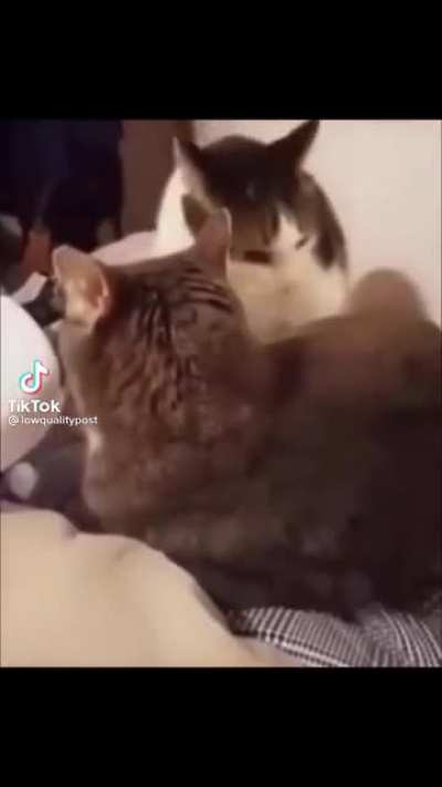 Kitty do not like the nom on his bom