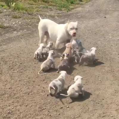 So many puppies!!!