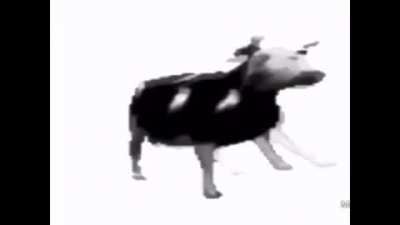 No he subido capitulo de cosas random en mi pc, así que ahora la vaca de Nutrileshe bailando duranguense