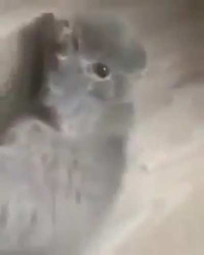 Oh shit
