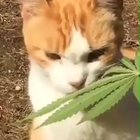 Hummm Plantinha Boa