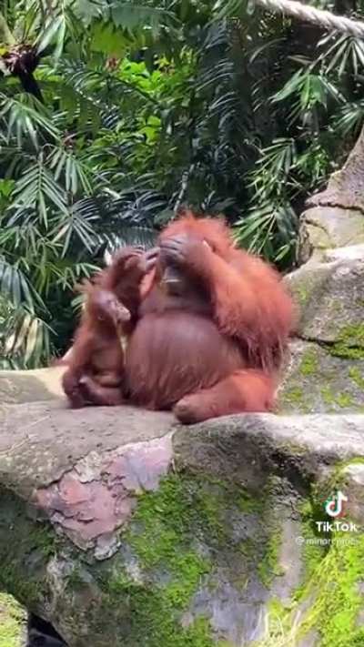 Losing sunglasses at the zoo